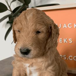 Goldendoodles and Golden Retrievers from Polk Pups