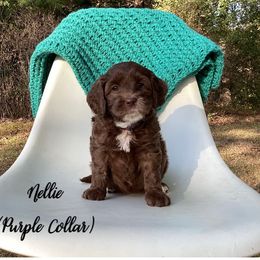 Nellie - Chocolate female Australian Labradoodle puppy in Bloomer, Wisconsin from Doodles in Bloom