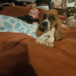 Girl 3 flower - Basset Hound puppy from Bad and Boujee Basset Hounds