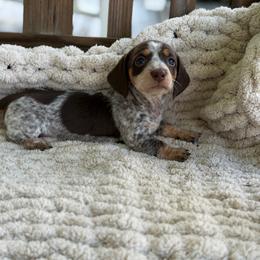 Chocolate And Tan Piebald - Piebald female Dachshund puppy in Blackstone, Virginia from Cheyenne's Dachshunds