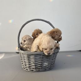 Cockapoo Puppies from East St. Poodles & Doodles