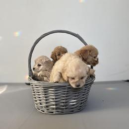 Cockapoo Puppies from East St. Poodles & Doodles