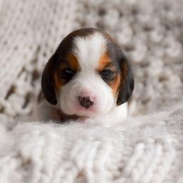 Blythe - Black tan and white female Beagle puppy in Caldwell, Ohio from Folklore Kennel