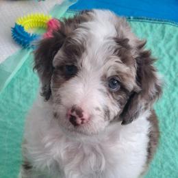 Aurelia - Red merle female Aussiedoodle puppy in Grand Saline, Texas from Aussies Acre