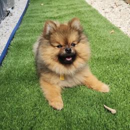 Pomeranian All Grown Up from Kaleys Poms