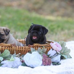 Pug Puppies from Malta Pugs