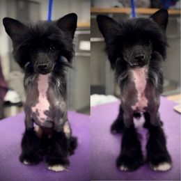 Chinese Crested and Poodle Puppies from Sommer Standards & Chinese Cresteds