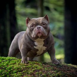 Redrum - American Bully