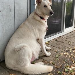 German Shepherd All Grown Up from CoastalCanine805