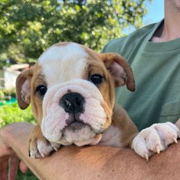 Kai - Fawn and white male Bulldog puppy in Clarinda, Iowa from Stimson Bulldogs