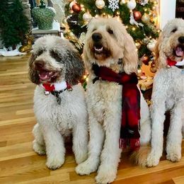 Goldendoodles from NC Mountain Doodles