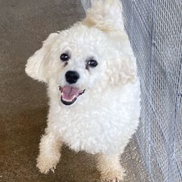 Skipper - Bichon Frise