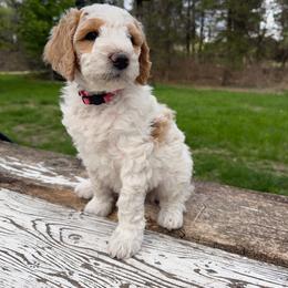 Vidalia (Light Pink) - Parti female Poodle puppy in Burwell, Nebraska from Petersen Poodles
