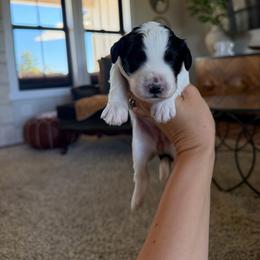 Caroline - Black and white female Bernedoodle puppy in Yuba City, California from Ranch House Doodles