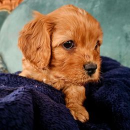 Christian - Ruby male Cavalier King Charles Spaniel puppy in Watsontown, Pennsylvania from Huntsman Cavaliers