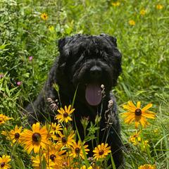 Bodhi - Bouvier des Flandres