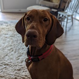 Dutchess - Vizsla
