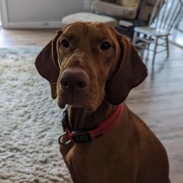 Dutchess - Vizsla