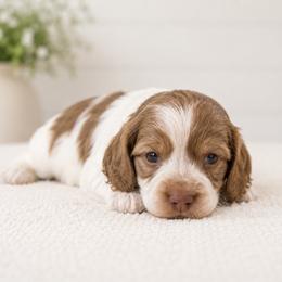 Sprout - Brindle male Dachshund puppy in Forestdale, Massachusetts from Cape Cod Doxies