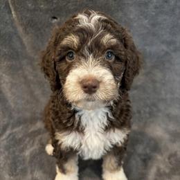 Nigel - Tri-color male Bernedoodle puppy in Battle Creek, Michigan from T-Rose’s Bernedoodle & Pomsky Puppies
