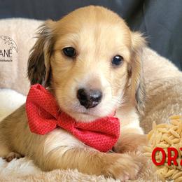 Orzo - Cream male Dachshund puppy in Parma, Idaho from Terracane Dachshunds & Sunwell Golden Retrievers