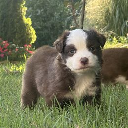 Ellott Boy - Red tri-color male Miniature American Shepherd puppy in Franklinville, North Carolina from Fine Hill Miniature Americans