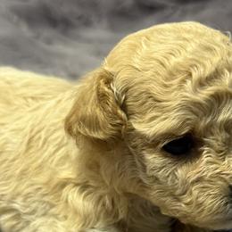 Maltipoos from Marina