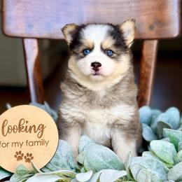 Sapphire - Gray and white female Pomsky puppy in Antioch, California from Golden State Pomskies