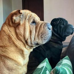 Chinese Shar-Pei All Grown Up from Setareh Chinese Shar Pei