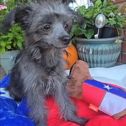 Ilona Long Star Angel - Black female Chinese Crested puppy in Amarillo, Texas from Victoria's Chinese Cresteds Long Star Angels