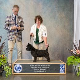 Cairn Terrier All Grown Up from Fae Hallow