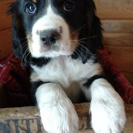 English Springer Spaniels from Blazingstar Springers