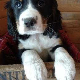 English Springer Spaniels from Blazingstar Springers