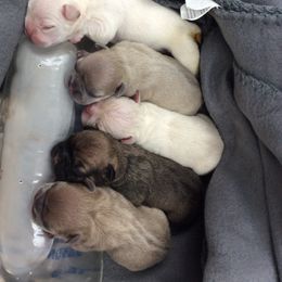 French Bulldog and Rottweiler Puppies from Starkhaus Rottweilers