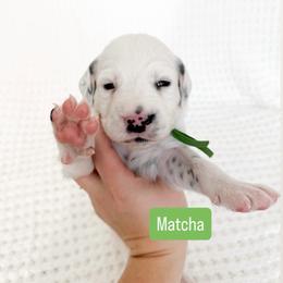 Matcha - LUA long coat - White and black male Dalmatian puppy in Davenport, Florida from Sunny Jewels Dalmatians