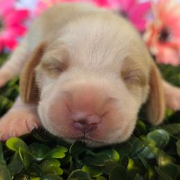 Lemon and white male 2 - Lemon and white male Beagle puppy in Spring Branch, Texas from Lost Trail Kennels
