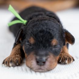 Cedar - Phantom male Bernedoodle puppy in Erda, Utah from Country Lane Doodles