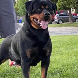 Ultra - Rottweiler