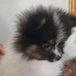 Pomeranians from REONE GHEEN