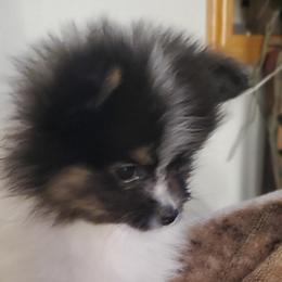 Pomeranians from REONE GHEEN