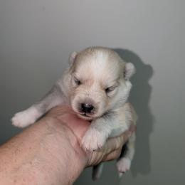 Aspen - 2500 - Wolf sable female Pomsky puppy in Spring Hill, Florida from www.PuppyTimeEmporium.com