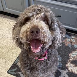 Goldendoodles from RSD Doodles