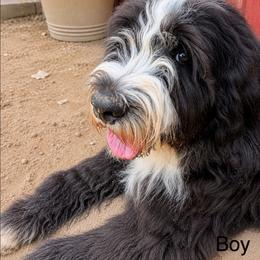 BW 1 - Black and white male Bernedoodle puppy in North Zulch, Texas from Sweet Pup Schnauzers
