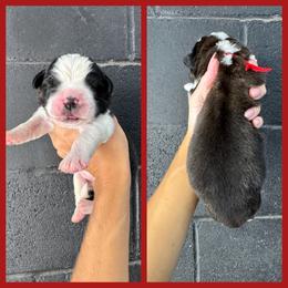 Red - Mahogany and white male Saint Bernard puppy in Ladysmith, Wisconsin from Northwoods Saint Bernards
