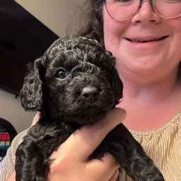 Noelle (Brown collar girl) - Black and white female Cavapoo puppy in Eagle Mountain, Utah from Liberty Farms Puppies