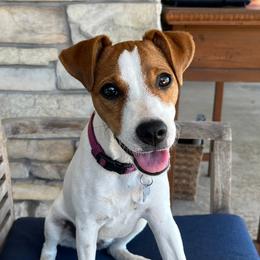 Sparrow - Jack Russell Terrier