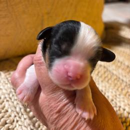 Boy 1 - Tri-color male Cavalier King Charles Spaniel puppy in Tucson, Arizona from Abbey Road Cavaliers