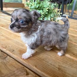 Speck - Merle male Chihuahua puppy in Abingdon, Virginia from Cripple Creek Farms