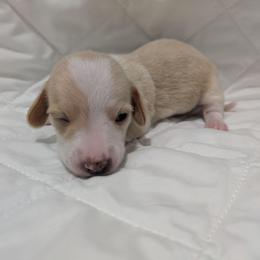 7 maybe red tux - Red female Dachshund puppy in Central Point, Oregon from MRS Long Dog Ranch