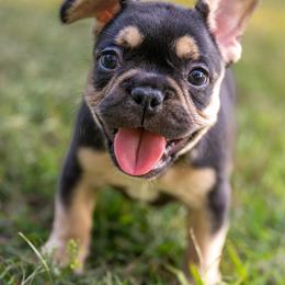 Clover - Tricolors female French Bulldog puppy in Violet Hill, Arkansas from Obduro Bullies and Frenchies